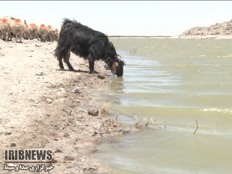 آبرسانی به دام های حاشیه تالاب هامون