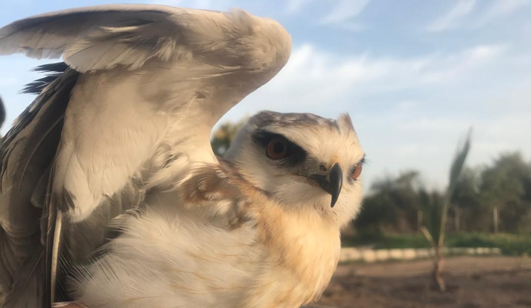 تحویل پرنده شکاری کورکور بال سیاه به محیط زیست