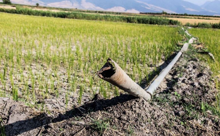 خطر خشک شدن شالیزارهای باوی