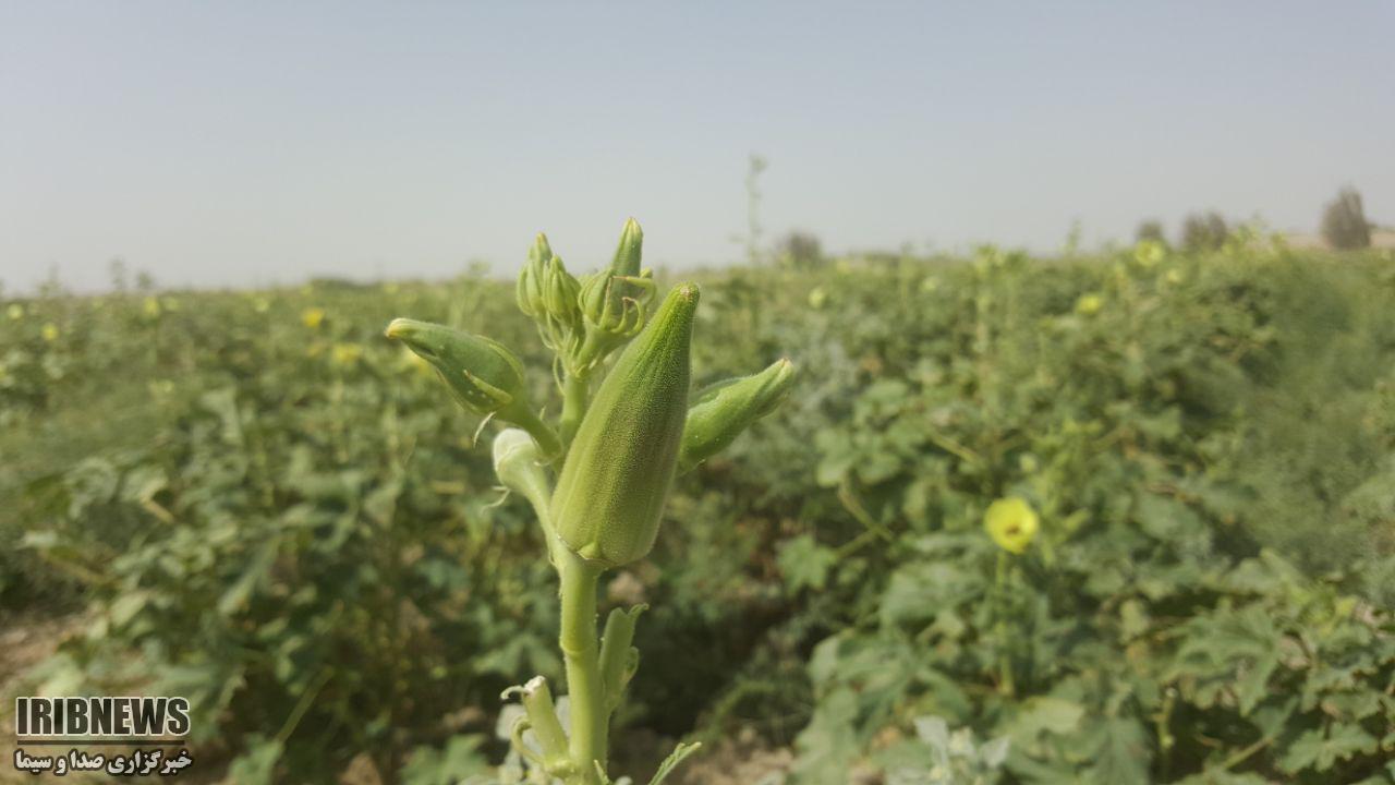 سهمی برای عشق