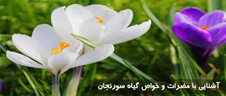 خواص دارویی گل حسرت (سورنجان)