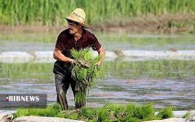 بیمه یارانه‌ای دولت به کمک شالی‌کاران خوزستانی