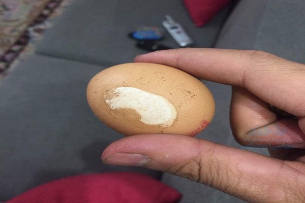 اندر احوالات تخم مرغ در فضای مجازی