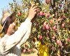 آغاز برداشت سیب درخلیفان