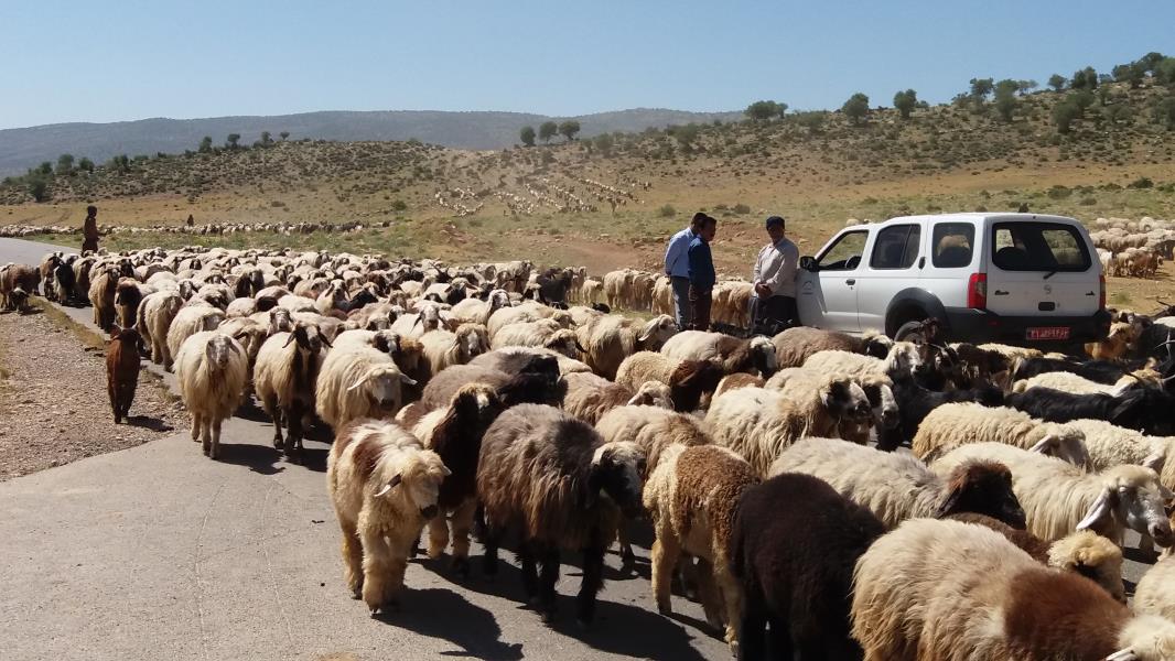 اعطای تسهیلات برای تامین زنجیره گوشت قرمز عشایر خوزستان