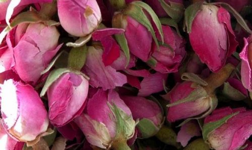 برداشت گل سرخ در گرمی؛ با خواص دارویی این گیاه آشنا شوید برداشت گل سرخ در گرمی؛ با خواص دارویی این گیاه آشنا شوید