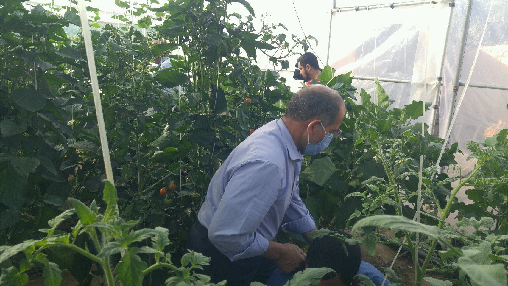 عقدا روستای فخرآباد، خیرات محصولات گلخانه‌ای برای سلامتی گل نرگس و با عطر یاد حاج قاسم