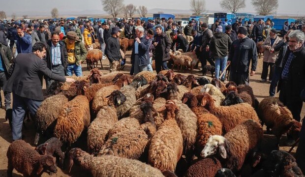 مراکز غیر مجاز کشتار دام زنده در مناطق مسکونی جمع‌آوری می‌شود