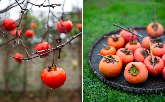 خرمالو؛ گنجینه‌ای زیر پوست نارنجی برای بدن