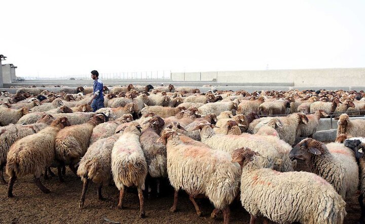 کاهش جمعیت دام سبک در پی بروز خشکسالی