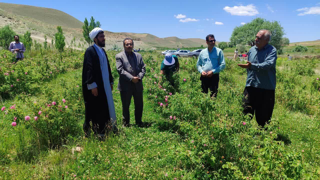 برداشت ۵۰ تن گل محمدی از گلستان‌های شهرستان تکاب