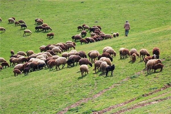 چرای دام؛ راهکاری موفقیت آمیز برای جلوگیری از آتش سوزی درمراتع