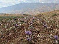 برادشت بیش از ۵۰ کیلوگرم طلای سرخ از مزارع شهرستان اردل