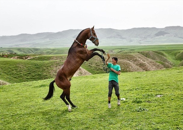 محرومیت قطب پرورش اسب اصیل عرب از مکان استاندارد