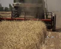 تحویل بیش از  ۸ هزار محموله گندم در استان سمنان