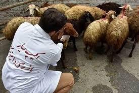 بازرسی و نظارت بهداشتی بر ذبح ۴۰۰۰ رأس دام نذری