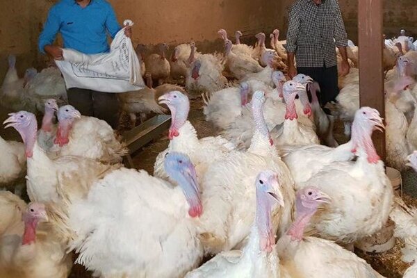 کشف ۳۶۱ قطعه بوقلمون زنده قاچاق دربویین میاندشت