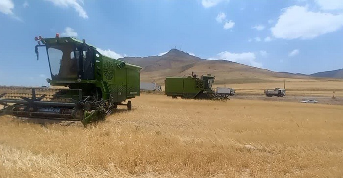 برداشت بیش از ۱۵ هزار تن گندم در اشنویه