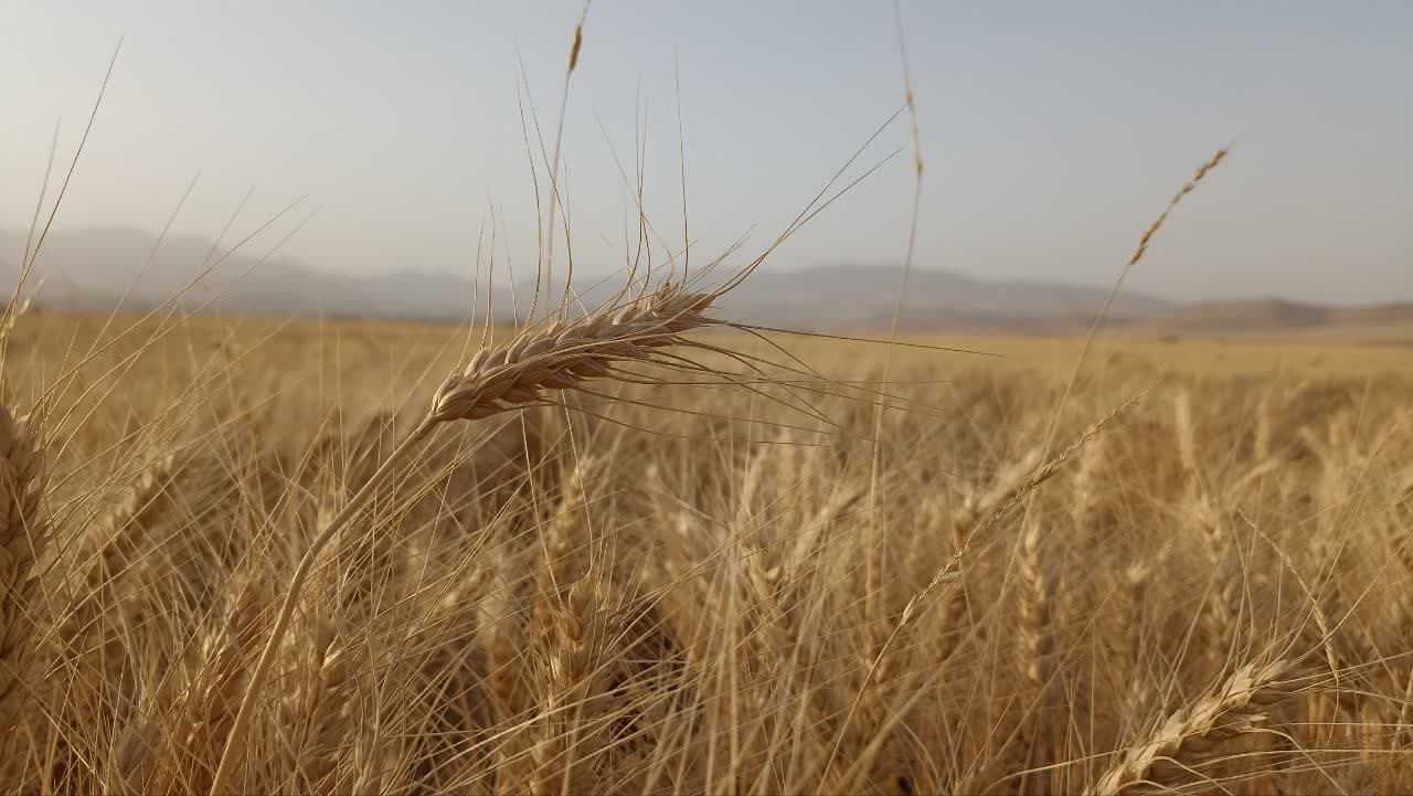 افزایش ۳۶ درصدی زکات در آذربایجان غربی