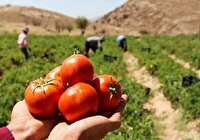 آغاز خرید حمایتی گوجه فرنگی و پرداخت ۸۲ درصد پول کلزا