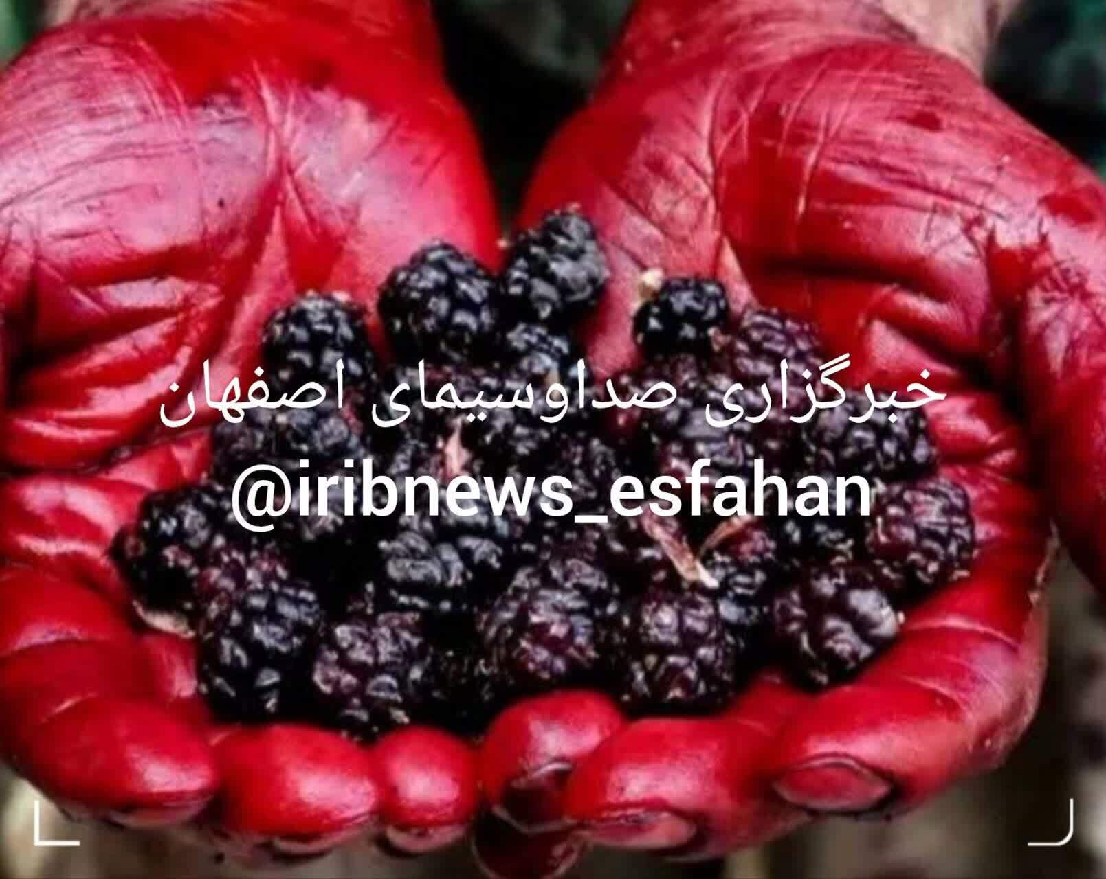ثبت جشنواره شاتوت برزک در تقویم ملی رویداد‌های گردشگری کشور