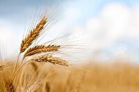 خرید تضمینی گندم از مرز ۲۰۰ هزار تن فراتر رفت