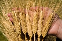 افزایش تولید گندم با کاشت ارقام جدید در دهگلان