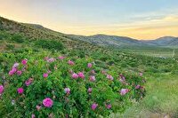 کشت گل‌محمدی در ۲۸ هکتار از اراضی فارسان