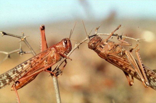 عملیات مبارزه با ملخ در ۷۰۰ هکتار از تاغزار‌های خراسان رضوی