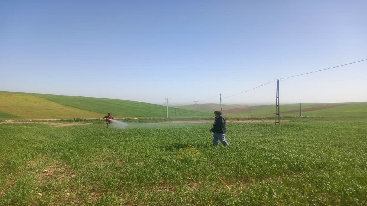 مبارزه با آفت سن گندم در اراضی آذربایجان شرقی