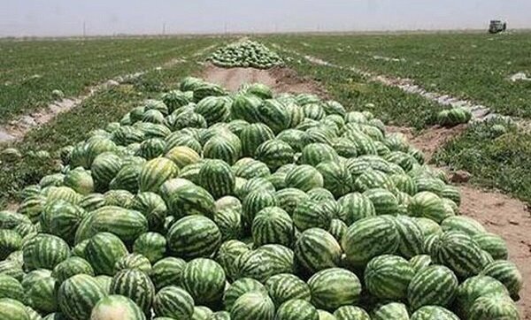 کشت هندوانه در ۳ هزار هکتار از مزارع گیلان
