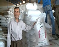 توزیع ارقام جدید بذر، راهکاری برای افزایش بهره‌وری کشاورزی در مهاباد