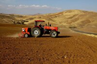 اختصاص ۳۳ هزار هکتار از مزارع شهرستان مهاباد به کشت گندم