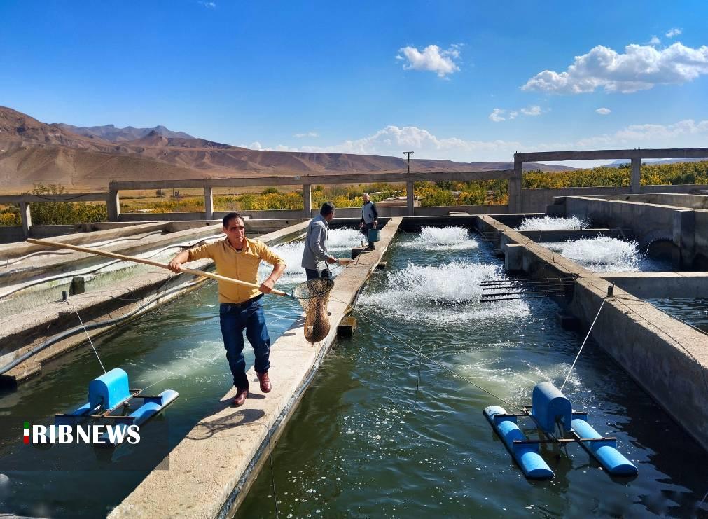 استان زنجان قطب تولید ماهیان سردآبی شمال غرب کشور