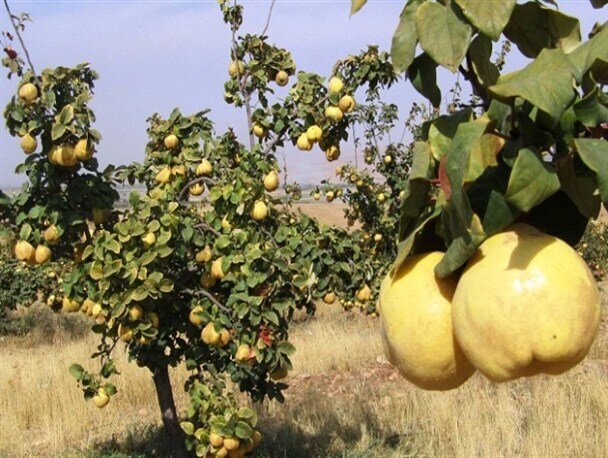 پیشبینی برداشت بیش از ۲۵۰ تُن بِه در آذربایجانغربی پیشبینی برداشت بیش از ۲۵۰ تُن بِه در آذربایجانغربی