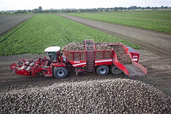 برداشت 293 هزار تن چغندرقند از مزارع پیرانشهر برداشت 293 هزار تن چغندرقند از مزارع پیرانشهر