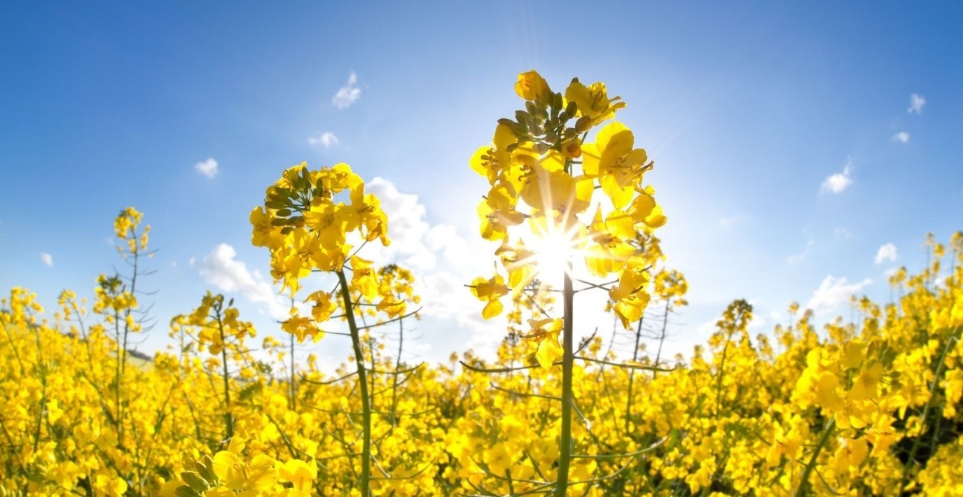 کاهش کشت کلزا در مهاباد کاهش کشت کلزا در مهاباد