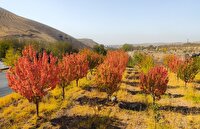 جشن رنگها در آبان ماه رزجرد