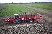 برداشت ۲۹۳ هزار تن چغندرقند از مزارع پیرانشهر