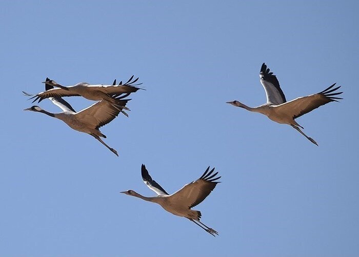 احیای تالاب سولدوز نقده با رهاسازی ۲ میلیون مترمکعب آب از سد حسنلو احیای تالاب سولدوز نقده با رهاسازی ۲ میلیون مترمکعب آب از سد حسنلو