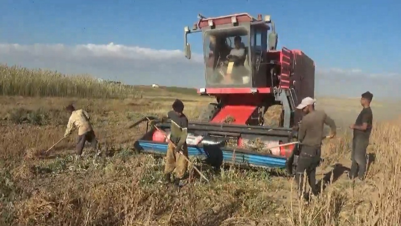 برداشت ۷۵۰ تن لوبیا از اراضی پایاب سد سهند هشترود