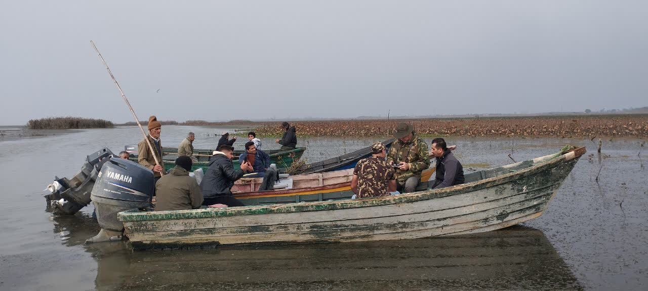 جمع‌آوری نهال‌های صنوبر خودرو در تالاب انزلی