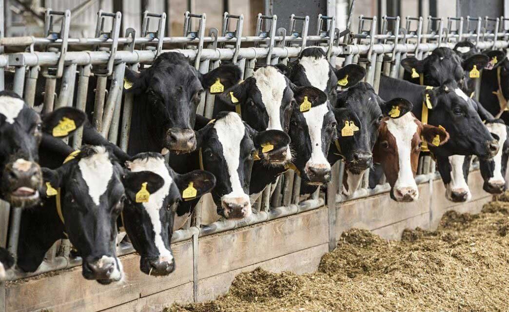 توزیع بیش از ۵۷ هزار تن نهاده دامی امسال در آذربایجان‌غربی